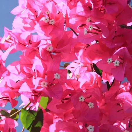 Maria's Place - Adults Only Ξενοδοχείο με διαμερίσματα 4*